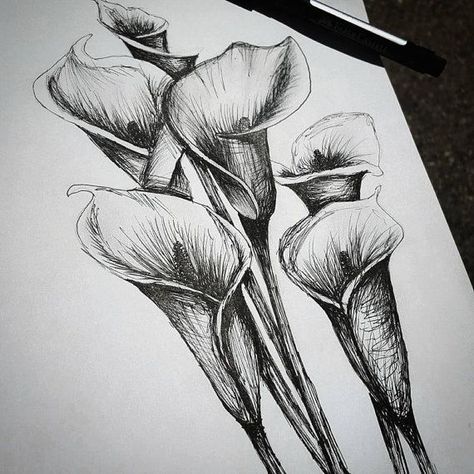 Cross-hatch Lillies Biro Drawing, Lilies Drawing, Pencil Drawings Of Flowers, Lilly Flower, Flower Pens, Flower Artists, Flowers Drawing, Drawing Flowers, Flower Sketches