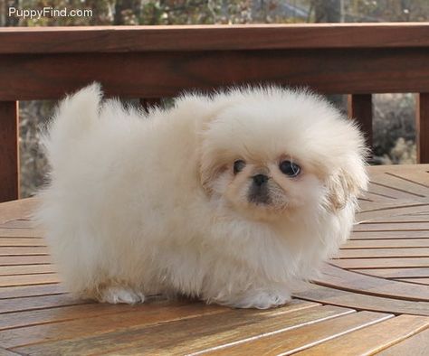 Pekingese Puppies For Sale, Pekingese Puppy, Pekingese Puppies, Fu Dog, Pekingese Dogs, Lion Dog, 10 Reasons, Cute Creatures, I Love Dogs