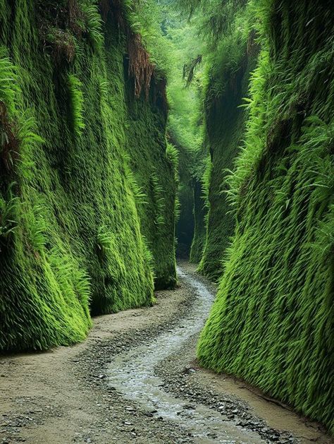 The Adventure Lab | The Redwoods National and State Parks’ Fern Canyon, California | Facebook Fern Canyon California, Tree Cathedral, Glowworm Caves, Redwood National And State Parks, Fern Canyon, Friend Vibes, Forest Core, Vision Book, Redwood National Park