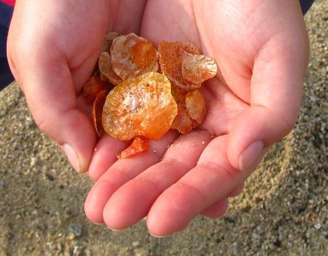 Jingle shells are found in shallow waters and on beaches along the east coast of North America. Learn more about these shiny mollusks here. Cleaning Sea Shells, Jingle Shells, Seashell Identification, Sea Shells Diy, Seashell Projects, Shells Diy, Shell Crafts Diy, Sea Crafts, She Sells Seashells