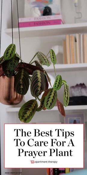 Prayer Plant Care, Plant Care Houseplant, Survival Gardening, Prayer Plant, Inside Plants, Indoor Plant Care, House Plant Care, House Plants Indoor, Plant Mom