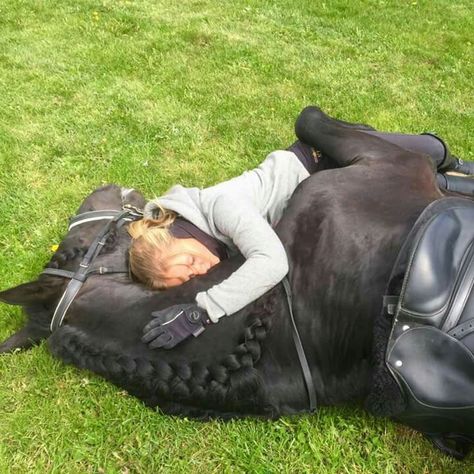 Horsey Life, Horse Riding Aesthetic, Equestrian Aesthetic, Cute Horse Pictures, Horse Videos, Horse Aesthetic, Friesian Horse, Equestrian Life, Horse Equestrian