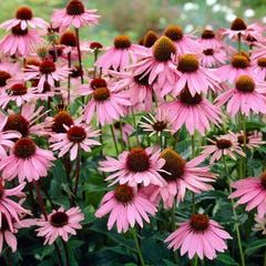 Pink Echinacea, Edge Garden, Butterfly Bushes, Echinacea Benefits, Easy Perennials, Summer Plant, Echinacea Tea, Purple Coneflower, Drought Tolerant Perennials