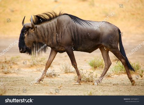 Blue Wildebeest, Kalahari Desert, African Antelope, Africa Safari, Tat Ideas, Nature Adventure, In The Desert, Animal Photo, Zoo Animals