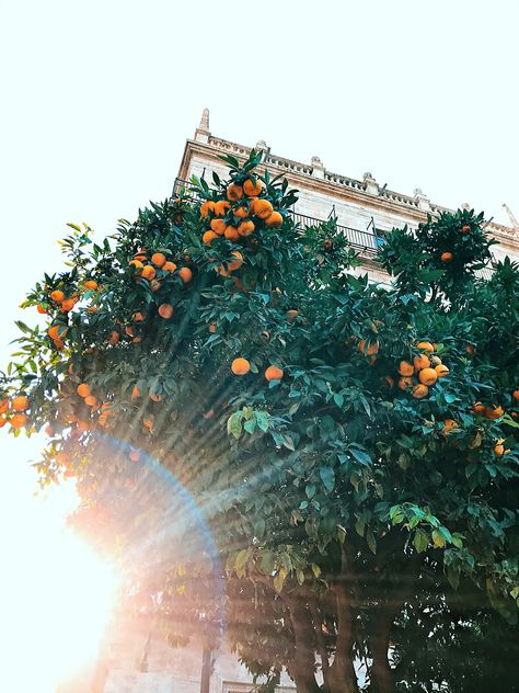 Valencia Orange Tree, Orange Trees, Valencia Orange, Summer Mood, Orange Tree, Spring Aesthetic, Travel Poster, Travel Posters, Valencia