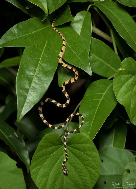 Snake From Above, Snake In Forest, Small Lizards, Largest Snake, Snake Art, Tropical Forest, Garden Photos, Reptiles And Amphibians, Small Trees