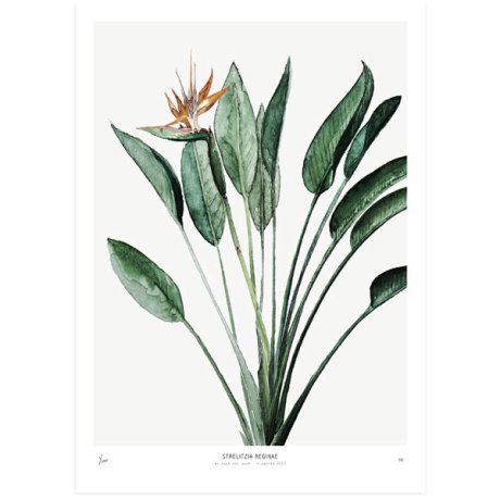 Trouva: Urban Botanics: Strelitzia Art Print - 50 X 70cm Bird Of Paradise Plant, Paradise Plant, Deer Art, Unframed Art Prints, Leaf Wall Art, Modern Scandinavian, Flowers Art, Decorating With Pictures, Sgraffito