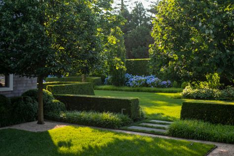 London Plane Tree, Lily Turf, Landscape Details, Evergreen Hedge, Garden Hedges, Garden Site, Pond Landscaping, Formal Garden, Forest Garden