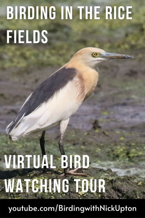 Join me in this virtual bird watching trip to Lat Krabang Rice Fields. Lat Krabang Rice Fields is a good place to see a lot of rice field birds at all times of the year within the bounds of Bangkok. In this first of my video birding adventures I will show birders Asian Golden weaver in breeding plumage, Oriental Pratincole, Watercock in breeding plumage and colourful Javan Pond Herons; just some of the birds in this virtual birding trip. Lat Krabang, Rice Field, Bird Gif, Rice Fields, Herons, Bird Species, The Birds, Bird Watching, Join Me