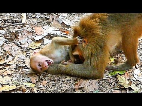 Types Of Monkeys, Losing Mom, Jungle Life, Grooming Style, Call Mom, Monkeys Funny, Baby Monkey, Little Monkeys, Primates