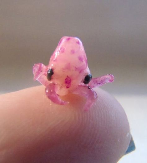 I will call him squishy and he will be my squishy.  Thanks Julia its adorable!! ---Tiny Baby Octopus Tiny Baby Animals, Creature Marine, Baby Octopus, Water Animals, Baby Animals Funny, Ocean Creatures, Cute Creatures, Sweet Animals, Sea Animals