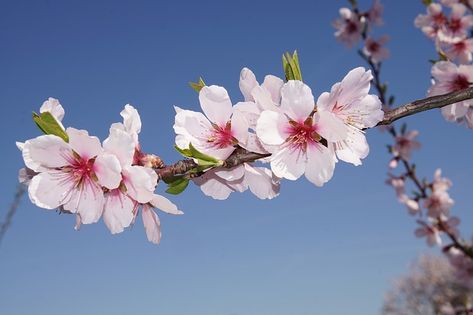 Wrist Tatoo, Almond Flower, Not Having Kids, Apricot Blossom, Almond Tree, Eagle Tattoos, Flower Meanings, Blossom Tattoo, Almond Blossom