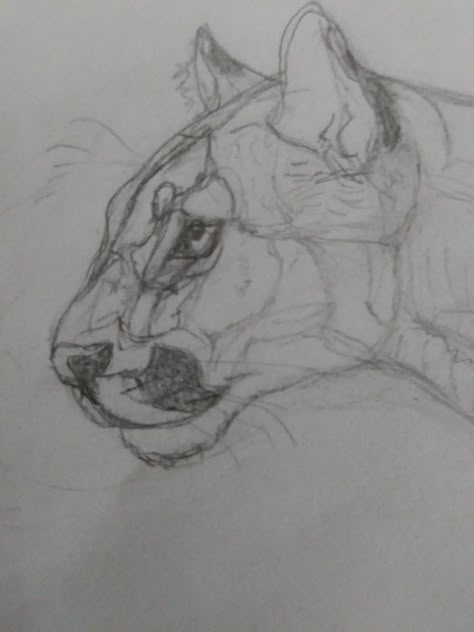 Mountain Lion Sketch, Panther Side Profile, Alpaca Sketch, Puma Sketch, Mountain Lion Drawing, Puma Drawing, Cougar Drawing, Cougar Tattoo, Open Mouth Drawing