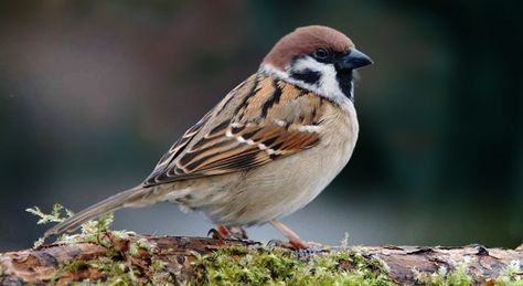 Sparrow | Greek Mythology Wiki | Fandom powered by Wikia Nest Images, Suffolk Sheep, Bird Images, Bird Facts, Dove Pictures, Forest Department, House Sparrow, Common Birds, Sparrow Bird