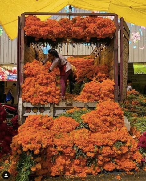 Did you know? 🌼✨ In Mexican culture, marigolds (known as cempasúchil) are integral to Día de los Muertos (Day of the Dead) celebrations. 💀🎉 Their bright colors and strong fragrance are believed to guide the spirits of the deceased back to their families. 🌈👻 In Aztec culture, marigolds were seen as sacred and were used in medicinal practices, as well as offerings to the gods. 🌿🙏 🌟 For a limited time, enjoy 20% off Marigold Art Prints! Just use code MARIGOLD20 at checkout. 🛒💖 Hurry—this off... Marigold Art, Aztec Culture, Mexican Culture, Day Of The Dead, Botanical Art, Natural World, The Dead, Garden Inspiration, Nature Lover