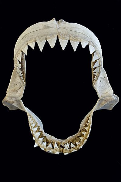 shark teeth Great White Shark Teeth, Shark Jaw, Sharks Teeth, Shark Jaws, Dental Tourism, Oral Surgeon, Smile Teeth, Dental Procedures, Body Adornment