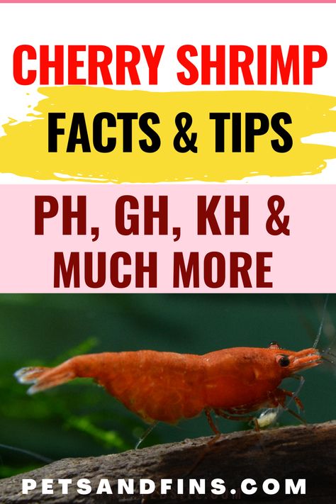 Pet Shrimp, Freshwater Shrimp, Water Terrarium, Red Cherry Shrimp, Ph Water, Aquarium Shrimp, Cherry Shrimp, Sea Monkeys, Community Tanks