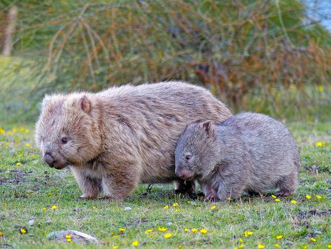 Cute Wombat, Interesting Animals, Unusual Animals, Australian Animals, Cute Creatures, Animal Wallpaper, Sweet Animals, Tasmania, Cute Little Animals