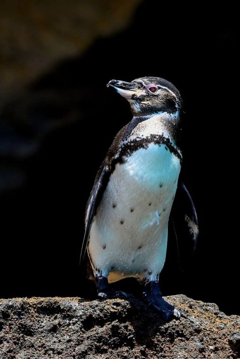 Galápagos Penguin (Spheniscus mendiculus) / Manchot des Galápagos / Image by gabovinasco1 from inaturalist.org Galapagos Penguin, Flightless Bird, Life Poster, Aquatic Animals, Emo Girls, Marine Life, Reptiles, South America, Penguins