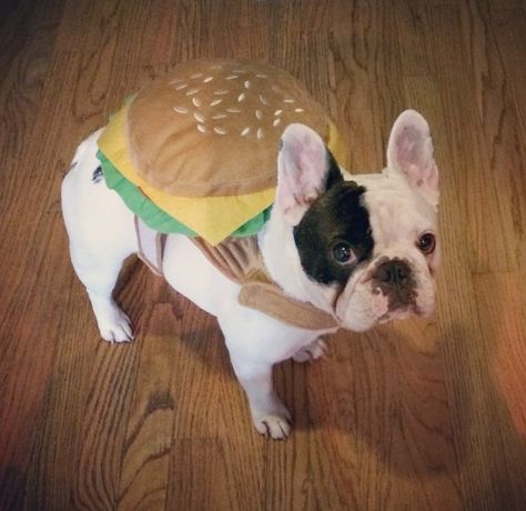 What's cuter than a puppy? A puppy in a burger costume Cute Dog Costumes, Merle French Bulldog, Puppy Costume, Bulldog Puppies For Sale, Puppy Beds, Pet Halloween Costumes, Cute French Bulldog, Halloween Dog, Dog Halloween Costumes