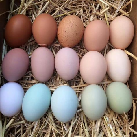 I want several types of chickens & rainbow eggs!!! Chickens That Lay Colored Eggs, Chickens Egg Color Chart, Chickens And Their Egg Colors, Breeds Of Chickens And Eggs, Chickens Egg Color, Chicken Garden, Keeping Chickens, Fresh Chicken, Chicken House