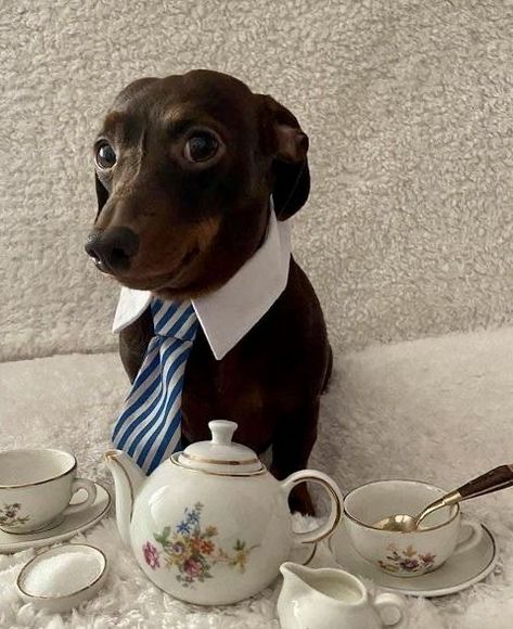 You Smile, Make You Smile, Dachshund, Tea, Funny, Animals, White