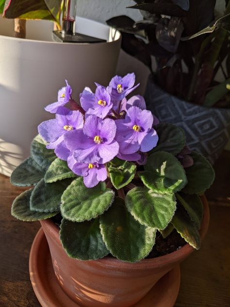 African Violet Aesthetic, Monologue Aesthetic, Plants Widget, Ethereal Sketch, Riparium Plants, African Violet Tattoo, African Violet Flower, Violet Plants, Violets Flowers