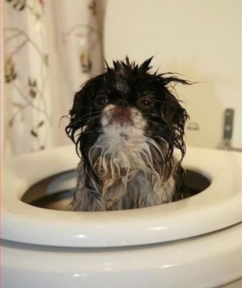 National Humor Month Short Funny Joke Number One Wet Dog, Dog Obedience, Funny Animal Memes, Funny Animal Pictures, Dog Memes, Animal Memes, Cute Funny Animals, Bones Funny, Funny Things