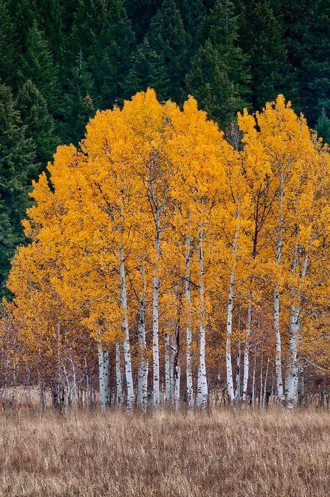 Autumn Aspen Trees, Painting Aspen Trees, Colorado Aspens Fall, Aspen Trees Landscaping, Autumn Trees Photography, Quaking Aspen Tree, Autumn Landscape Photography, Fall Aspen Trees, Aspen Trees Photography