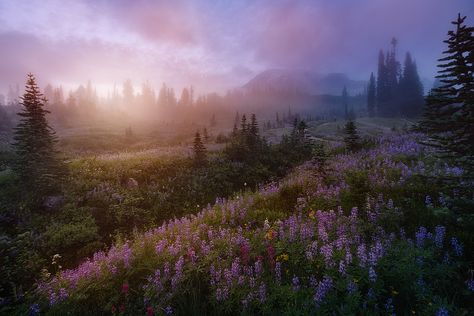 Lavender Light | Flickr - Photo Sharing! Simple Magic, Rainier National Park, Sweet Summer, The Meadows, Nature Aesthetic, Pretty Places, Narnia, Summer Aesthetic, Pretty Pictures