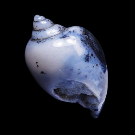 Rare Cretaceous Gastropod epigenized in Dendritic Agate - Betul, India Agate Aesthetic, Shell Aesthetic, Prehistoric Age, Geology Rocks, Dendritic Agate, Minimal Jewelry, Coral Blue, Blue Agate, Gems And Minerals