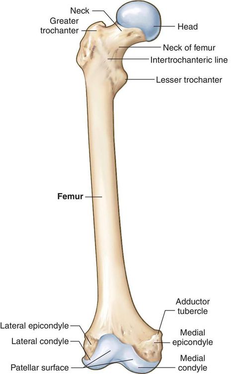 Hip Anatomy, Bone Drawing, Femur Bone, Human Muscle Anatomy, Radiology Student, Medical Dictionary, Anatomy Bones, Basic Anatomy And Physiology, Medical Wallpaper