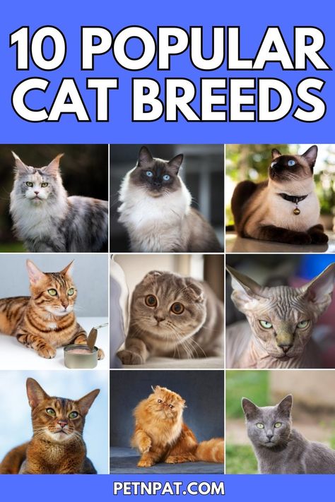 popular cat breeds Most Expensive Cats Breeds, Russian Blue Persian Cat, Cat Breeds Ragdoll, Persian Cats For Sale, Most Popular Cat Breeds, Popular Cat Breeds, White Persian Cat With Blue Eyes, British Shorthair Cats, Abyssinian