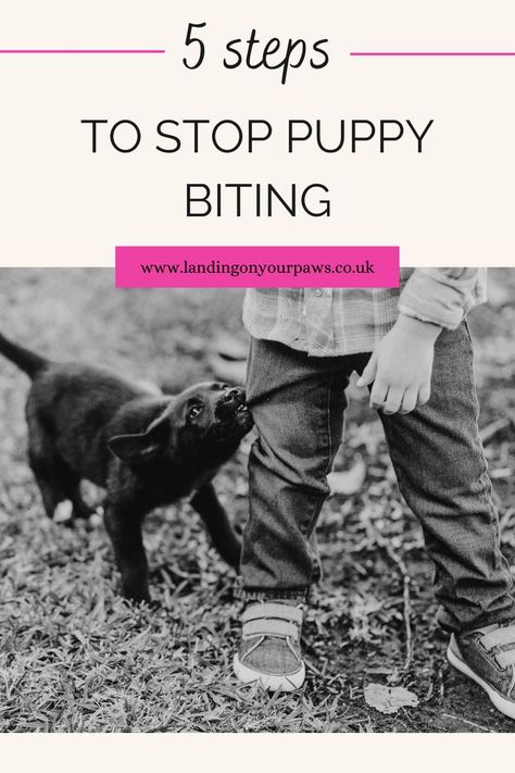 Puppy biting is a totally normal behaviour and they will grow out of it. But your pup won't forget if you frighten or hurt them. The good news is with these 5 simple steps, you can reduce puppy biting considerably AND continue to build the single most important thing with your new 4-legged friend - TRUST. Click on the pin to read the full blog post where we'll explain why puppies bite and how you can reduce puppy biting by following my 5 simple steps. #puppybiting #stoppuppybiting #newpuppy Stop Puppy Biting, Dog Biting Training, Puppy Training Biting, Puppy Breath, Train Your Puppy, House Training Puppies, Puppy Biting, Dog Brain, Puppy Training Tips