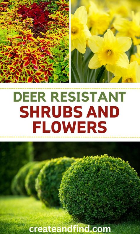 Best deer resistant shrubs and flowers. Landscape Ideas Architecture, Deer Repellant Plants, Flowers For Shade, Deer Resistant Shade Plants, Deer Resistant Landscaping, Deer Resistant Annuals, Full Sun Landscaping, Deer Resistant Shrubs, Landscaping Around Deck