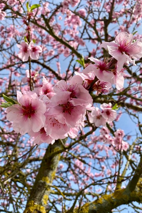 Pink cherry blossom tree, blue sky Japan Sakura Aesthetic, Selene Aesthetic, Blossom Aesthetic, Sakura Aesthetic, Sakura Blossoms, Japan Sakura, Japanese Sakura, Milk & Mocha, Cherry Blossom Festival