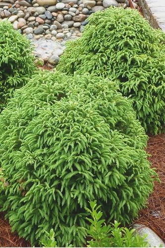 Cryptomeria Globosa Nana, Japanese Evergreen, Globosa Nana, Cryptomeria Japonica, Japanese Cedar, Conifers Garden, Shade Gardening, Plant Notes, Grey House