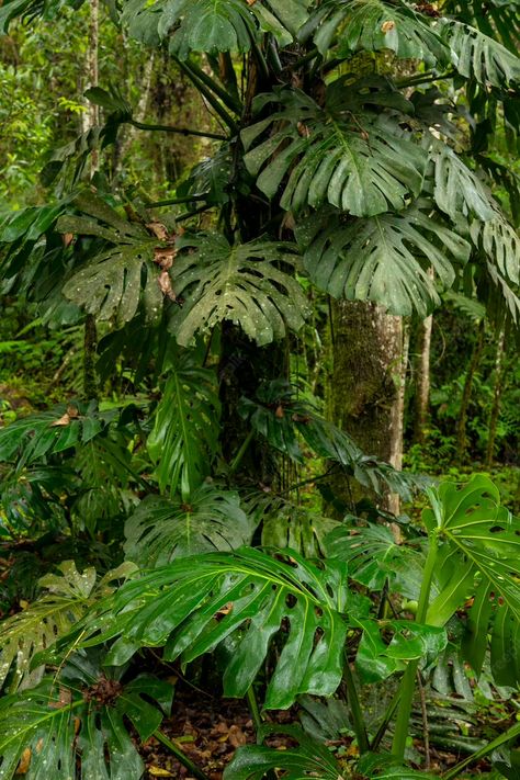 Premium Photo | Monstera deliciosa swiss cheese plant in cloud forest manizales colombia Forest Biome, Environment References, Jungle Fever, Cloud Forest, Swiss Cheese Plant, Cheese Plant, Monteverde, Monstera Plant, Biome