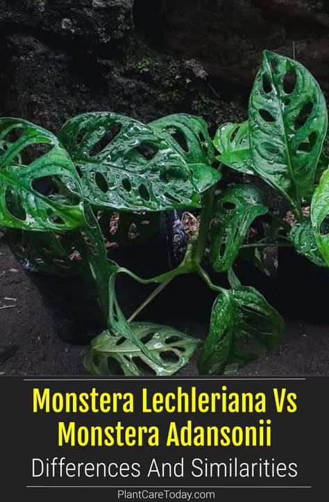 Monstera Lechleriana and Monstera Adansonii are both vining epiphytes often confused for each other. Learn the similarities and differences between the two. Monstera Lechleriana, Monstera Adansonii, Houseplant Care, Cheese Plant, Similarities And Differences, House Plant Care, How To Grow Taller, Small Leaf, Photosynthesis