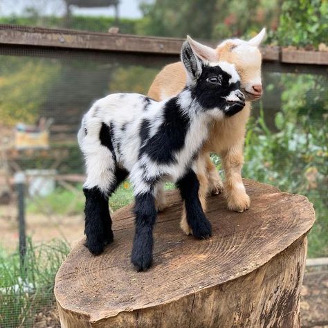 Miniature Goats, Mini Goats, Pygmy Goat, Cute Goats, Cute Small Animals, Cute Animals Puppies, Animals Friendship, Baby Goats, Silly Animals