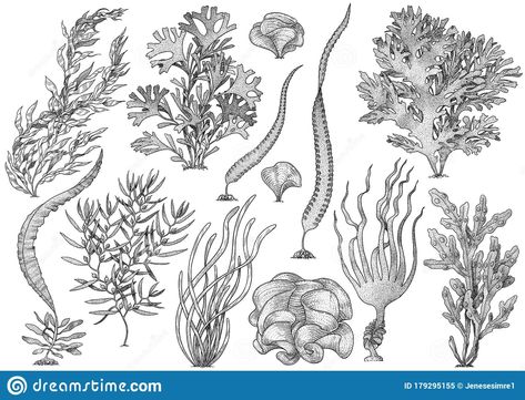 Pelican Tattoo, Coral Drawing, Jellyfish Illustration, Underwater Plants, Collection Illustration, Balloon Illustration, Sea Plants, Bee Illustration, Elephant Illustration