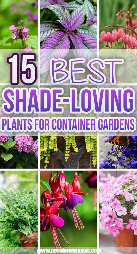 15 Fantastic Shade-Loving Plants For Container Gardens | Decor Home Ideas Border Garden Ideas, Potted Plants For Shade, Container Gardening Shade, Shade Plants Container, Plants For Shady Areas, Gardens Decor, Plants For Planters, Patio Flower Pots, Shade Annuals