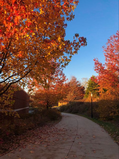 Fall leaves at the university of rhode island University Of Rhode Island Aesthetic, Rhode Island Fall, Rhode Island Aesthetic, Autumn Ambience, University Of Rhode Island, Dorm Inspo, College Aesthetic, Dream School, Reality Tv Stars