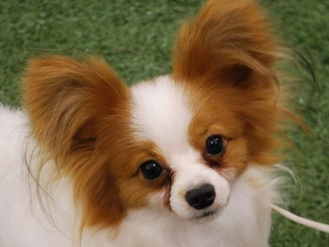 Papillon Dogs Facts - Top 10 Papillon Facts You Should Know Papillion Puppies, Papillon Dog Puppy, Papillon Puppies, Papillon Dogs, Papillon Puppy, Face Wallpaper, Papillon Dog, Calm Dogs, Dog Facts