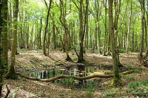 Frog Hunting, Frog Eggs, Vernal Pool, Frog Pond, Wildlife Garden, Image Reference, Industrial Waste, Elves And Fairies, Unit Studies