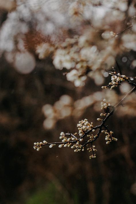 Free Stock Photos, Royalty Free Stock Images & Copyright Free Pictures · Pexels Free To Use Aesthetic Images, Copyright Free Images Aesthetic, Background Blur, Copyright Free Images, Snow Tree, Blur Photo, Copyright Free, Winter Wood, Park Photos