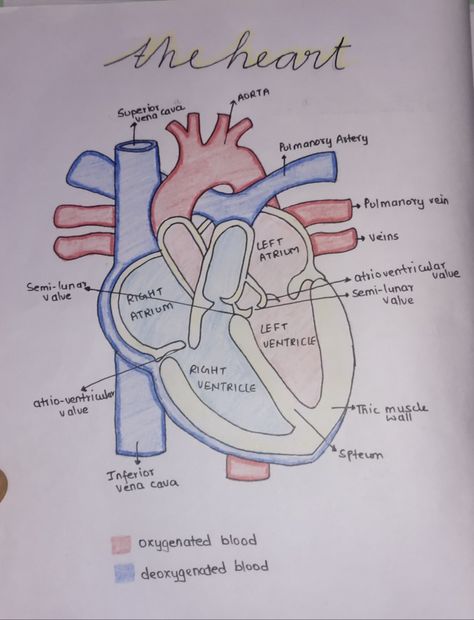 @Iqra bano Internal Structure Of Heart, Med School Prep, School Prep, Prep School, Med School, Colorful Drawings, Biology, Drawings, Quick Saves