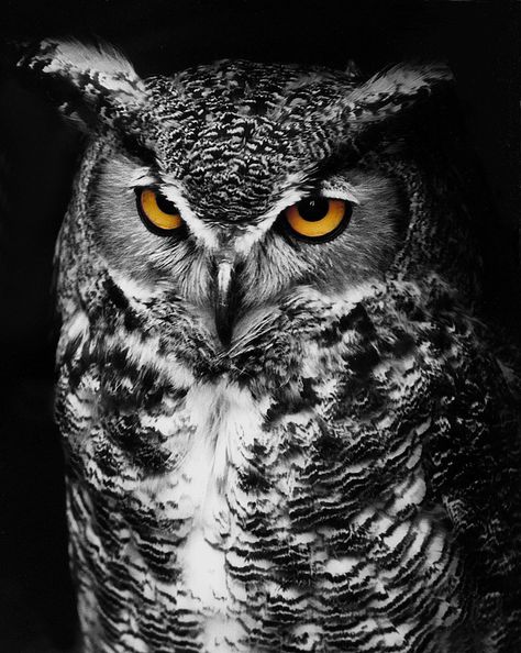 Great Horned Owl Spot Color Black and White by Jim Crotty Burung Kakatua, White Bird Tattoos, Owl Photography, Black And White Birds, Owl Wallpaper, Owl Tattoo Design, Digital Art Photography, Owl Photos, Owls Drawing