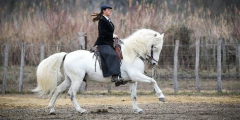 Horse Types, Camargue Horse, Pony Breeds, Saddle Horse, Types Of Horses, Horse Pony, Trotter, Horse Breeds, Wild Horses