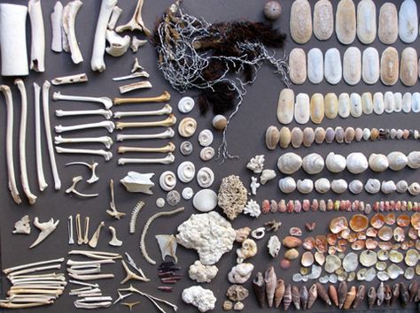 Shells and bones by gooseflesh, via Flickr Goblincore Aesthetic, Vulture Culture, Collections Of Objects, Goblin Core, Bone Art, Ange Demon, Architecture Tattoo, Celebrity Design, Nature Collection